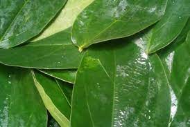 We did not find results for: Daun Cincau Hijau Bisa Tingkatkan Kekebalan Tubuh Republika Online
