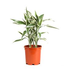 Image result for Dracaena sanderiana