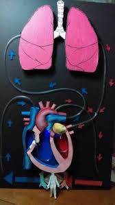 Image Result For Circulatory System Project Ideas Lifescience Life Science Cir Circulatory System Projects Human Body Systems Projects Body Systems Project