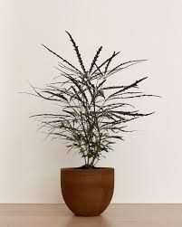 Direct sunlight is not super important to the plant, but the. Aralia Plant Care Growing Guide