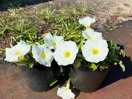 Image result for Ipomoea ephemera