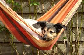 Maybe you would like to learn more about one of these? The Best Dog Kennels In Dublin Locations And Cost