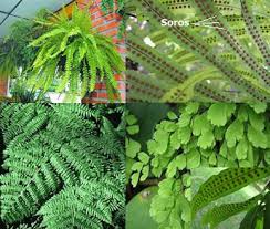 Resultado de imagem para pteridófitas