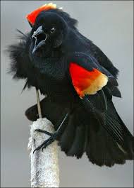Black Bird With Red Spot On Shoulder Red Winged Blackbird Agelaiu Phoeniceus Bird Spotting The Differences Between The Male And Female Red Winged Blackbird Ar With Images Birds Beautiful Birds Black Bird