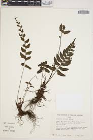 Image result for Asplenium buettneri