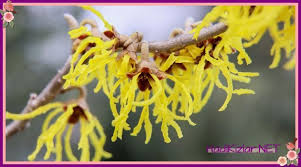 Hamamelis Yagi Nedir Hamamelis Faydalari Nelerdir Guzellik Cadi