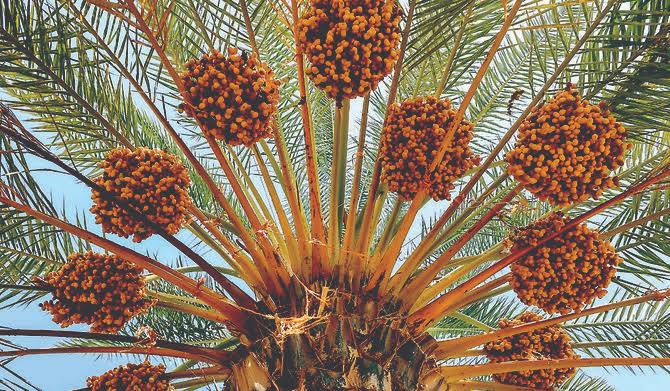 Dates—beloved jewels of the desert | Arab News