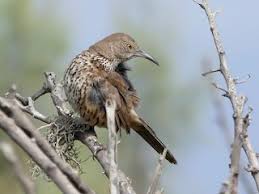 Image result for Cenchrus trisetus