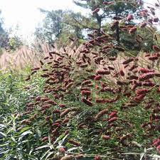 Image result for Craterostigma purpureum