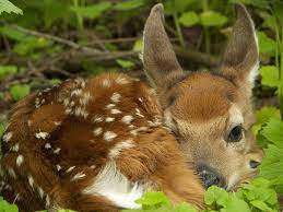 Baby Deer At The Hca S Main Office Baby Deer Fluffy Cows Whitetail Deer