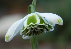 Snowdrop Hippolyta Flowers Garden Plants