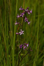 Image result for Cyphia brachyandra