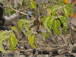 Image result for Gyrocarpus