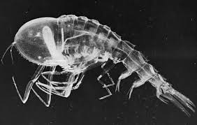 Image result for Cystostemon