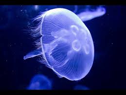 Aurelia turbines manufacture highly efficient gas turbines. Amazing White Jellyfish Aurelia Aurita Or Moon Jelly Youtube