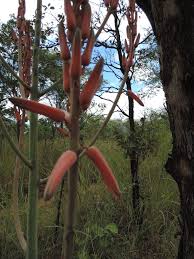 Image result for Aloe christianii
