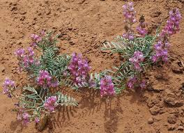 Image result for Astragalus