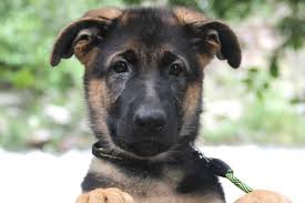 He should be reliant entirely on his mother's milk. 6 Week Old German Shepherd What To Know What To Expect Anything German Shepherd
