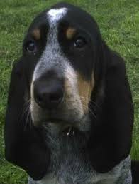 We did not find results for: 190 Basset Bleu De Gascogne Ideas Dogs Animals Basset