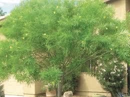 Image result for Cascabela