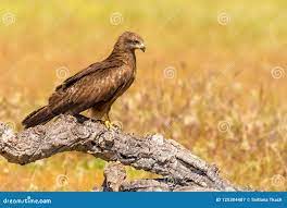 Graceful Raptor Black Kite Milvus Migrans from Region Castilla-La Mancha in  Spain. Stock Image - Image of spectacular, wildlife: 125304487