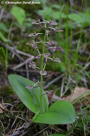 Image result for Liparis bowkeri