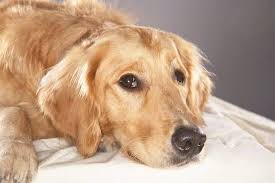 If your dog can get an early diagnosis, they might have a better chance of survival. Lymphoma In Dogs Everything Owners Need To Know Sitstay