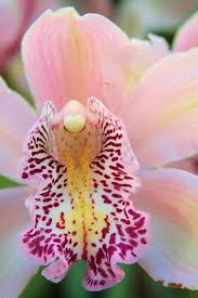 Pin On Orchid Beauty