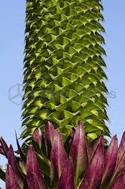 Image result for Carex bequaertii