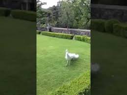Tavuz Kusu Nasil Acilir Youtube