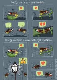 Firefly led, in austin, texas, makes a full range of smart led bulbs that can directly replace conventional bulbs (needs no special fixtures) in residential and commercial buildings. Green Humour Fireflies And Light Pollution