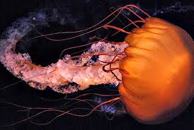Pacific Sea Nettle Online Learning Center Aquarium Of The Pacific