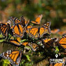 Ya Falta Menos Para Podernos Ver Planea Tu Recorrido Por El Zoologico Y Conoce Las Especies Que Habitan En Este Magico Lu Zoologico Especies Mariposa Monarca