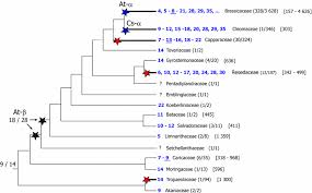 Image result for Pentadiplandraceae