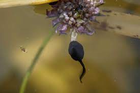 Tadpoles are present in most ponds and some streams locally from late january through early october (though any individual tadpole requires only about 6 weeks to grow from hatching to metamorphosis). What Do Tadpoles Eat In The Wild And As Pets Fishkeeping World