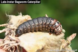 The psychidae (bagworm moths, also simply bagworms or bagmoths) are a family of the lepidoptera (butterflies and moths). Bagworms In The Bag Bygl