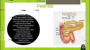 Updated on dec 30, 2020. Anatomi Sistem Digestif Pencernaan Tugas Anatomi Fisiologi Semester 2 Stia Malang Youtube