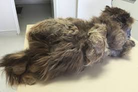 18.03.2019 · best cat hair clippers for matted hair: Ask Dr Bruce Chard Is Matted Hair Painful For Cats Stuff Co Nz