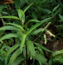 Image result for Persicaria barbata