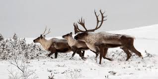 Rescuing Reindeer: Caribou on the Brink • The National Wildlife Federation Blog : The National Wildlife Federation Blog