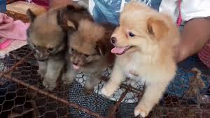 Street pet market near me. Puppies At Galiff Street Pet Market Kolkata Youtube