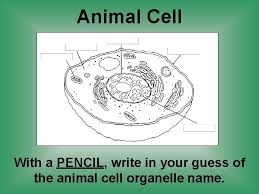 Except the protozoan euglena no animal cell possesses plastids. Unit 2 Cells Cell Structure Function Http Koning