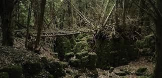 Puzzlewood in the west of england has been used as the back drop to many movies and tv shows, but none as famous as star wars.. Puzzlewood Tolkien S Inspiration For Middle Earth Kuriositas