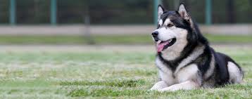 Alaskan malamute puppies for sale and dogs for adoption in colorado, co. Alaskan Malamute Dog Breed Facts And Information Wag Dog Walking
