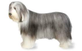 Bearded Collie Dog Breed Information Pictures Characteristics Facts Dogtime