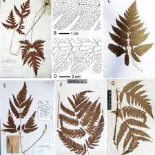 Image result for Tectaria fernandensis