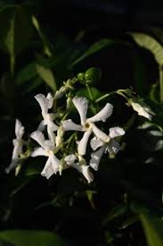 Check spelling or type a new query. Confederate Jasmine Star Jasmine Trader S Compass Fragrant Plants Almost Eden