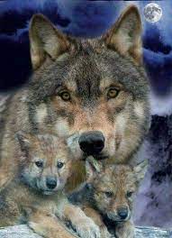 pin by stephanie on wolf animals beautiful wolf dog animals