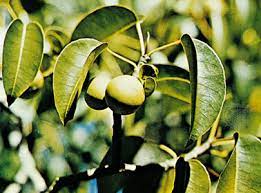 Maybe you would like to learn more about one of these? Manchineel Plant Britannica