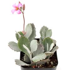 Image result for Kalanchoe pumila